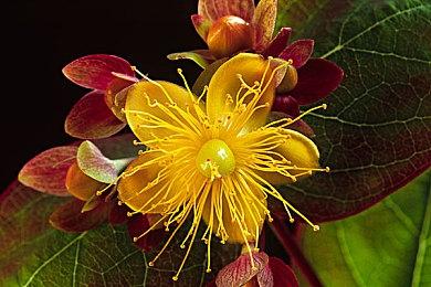 策划游戏《纪元1800》玩家数量突破250万  主机版3月16日上线